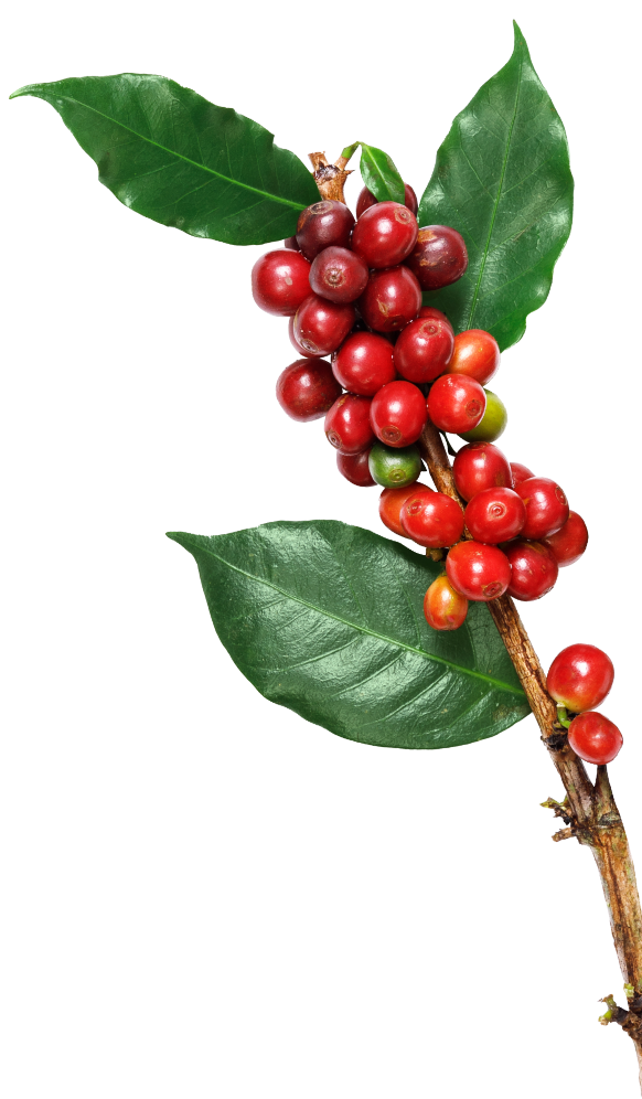 コーヒー豆の植物の装飾